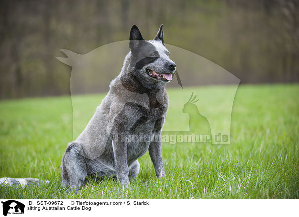 sitzender Australian Cattle Dog / sitting Australian Cattle Dog / SST-09672