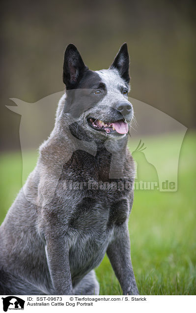 Australian Cattle Dog Portrait / Australian Cattle Dog Portrait / SST-09673