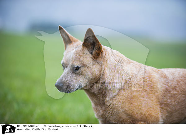 Australian Cattle Dog Portrait / Australian Cattle Dog Portrait / SST-09690