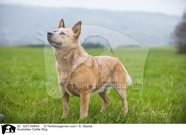 Australian Cattle Dog / Australian Cattle Dog / SST-09694