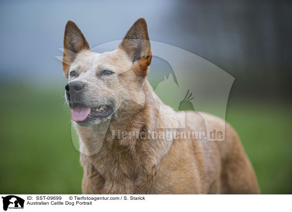 Australian Cattle Dog Portrait / Australian Cattle Dog Portrait / SST-09699