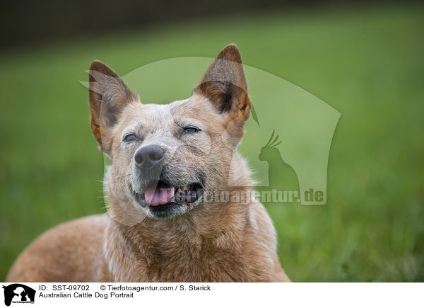 Australian Cattle Dog Portrait / Australian Cattle Dog Portrait / SST-09702