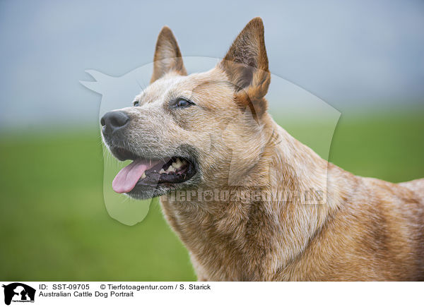 Australian Cattle Dog Portrait / Australian Cattle Dog Portrait / SST-09705
