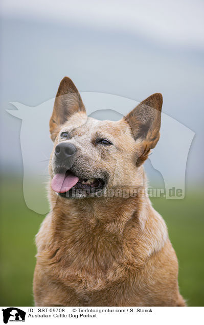 Australian Cattle Dog Portrait / Australian Cattle Dog Portrait / SST-09708