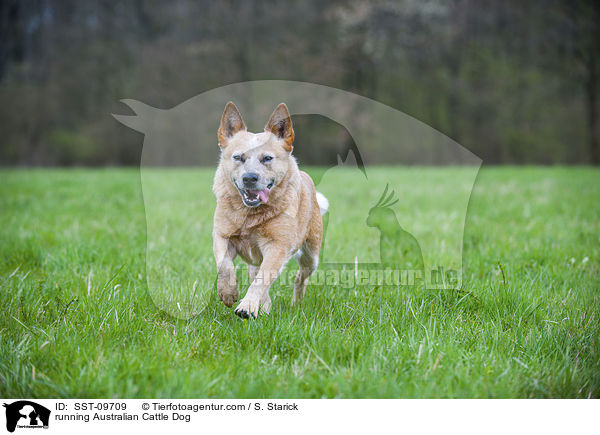 rennender Australian Cattle Dog / running Australian Cattle Dog / SST-09709
