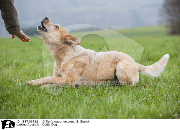 bellender Australian Cattle Dog / barking Australian Cattle Dog / SST-09722