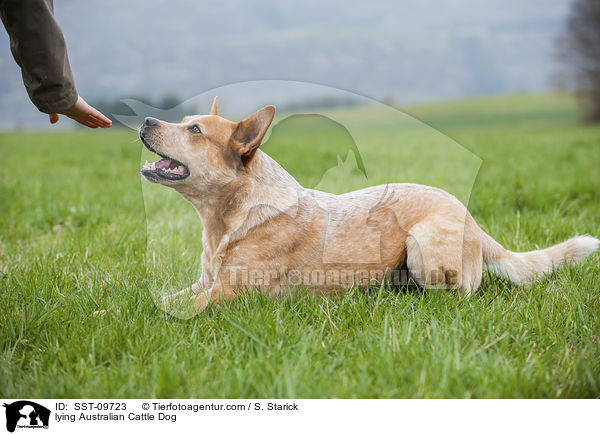 liegender Australian Cattle Dog / lying Australian Cattle Dog / SST-09723