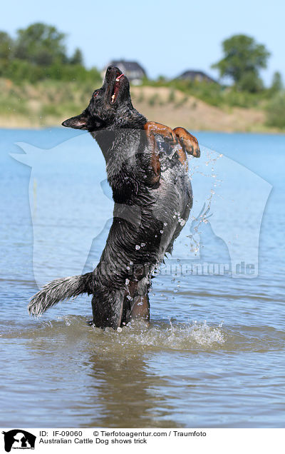 Australian Cattle Dog macht Mnnchen / Australian Cattle Dog shows trick / IF-09060