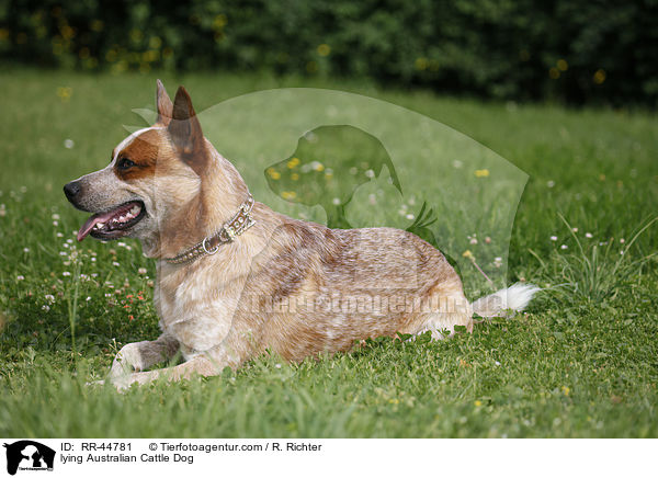 liegender Australian Cattle Dog / lying Australian Cattle Dog / RR-44781