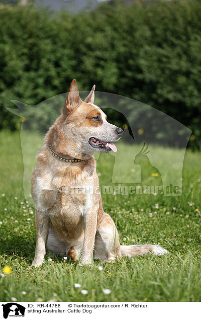 sitzender Australian Cattle Dog / sitting Australian Cattle Dog / RR-44788