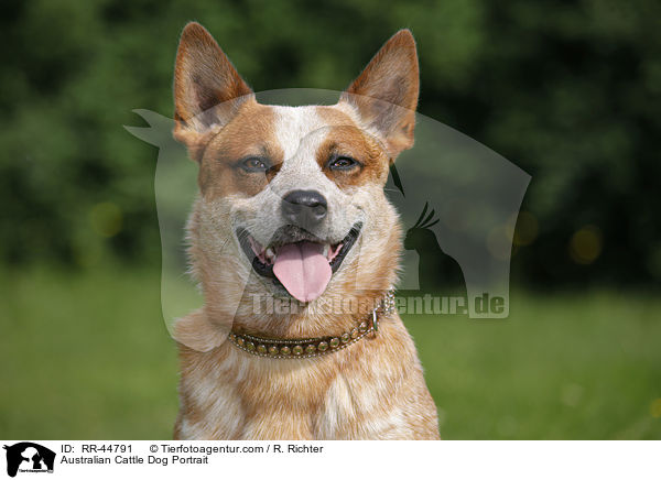 Australian Cattle Dog Portrait / Australian Cattle Dog Portrait / RR-44791