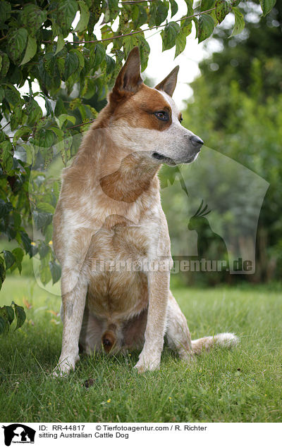 sitzender Australian Cattle Dog / sitting Australian Cattle Dog / RR-44817