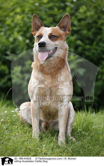 sitzender Australian Cattle Dog / sitting Australian Cattle Dog / RR-44826