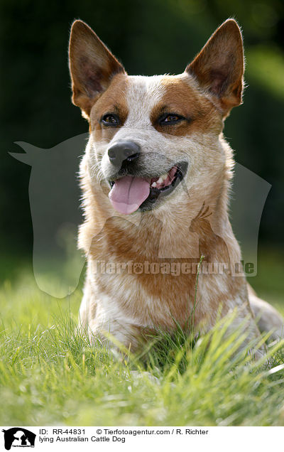 liegender Australian Cattle Dog / lying Australian Cattle Dog / RR-44831