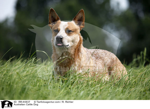 Australian Cattle Dog / Australian Cattle Dog / RR-44837