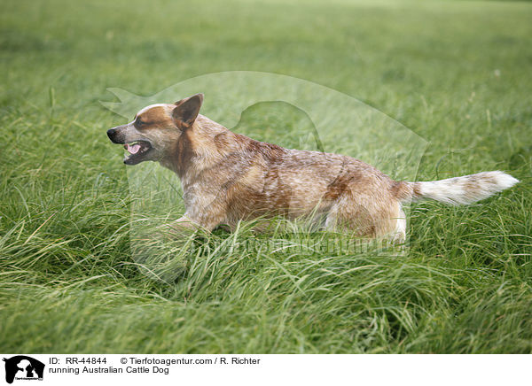 rennender Australian Cattle Dog / running Australian Cattle Dog / RR-44844