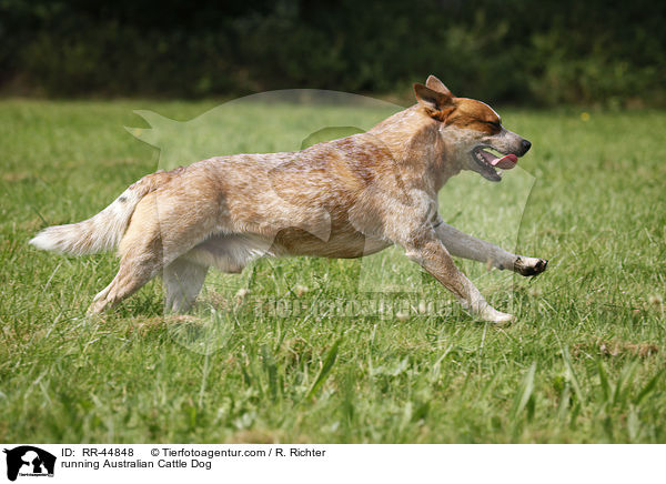 rennender Australian Cattle Dog / running Australian Cattle Dog / RR-44848