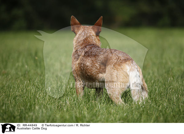 Australian Cattle Dog / Australian Cattle Dog / RR-44849