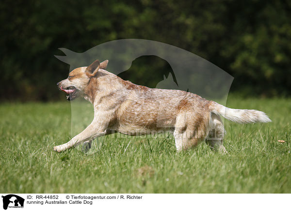 rennender Australian Cattle Dog / running Australian Cattle Dog / RR-44852