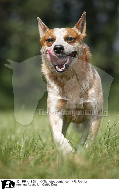 rennender Australian Cattle Dog / running Australian Cattle Dog / RR-44858