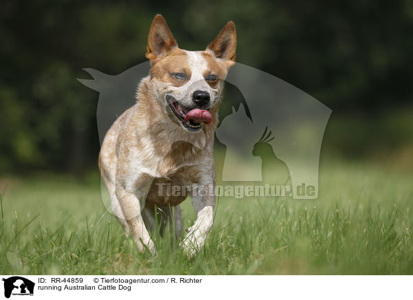 rennender Australian Cattle Dog / running Australian Cattle Dog / RR-44859