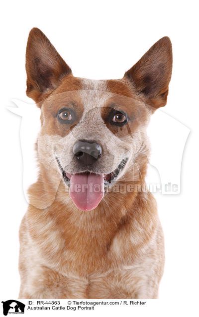 Australian Cattle Dog Portrait / Australian Cattle Dog Portrait / RR-44863