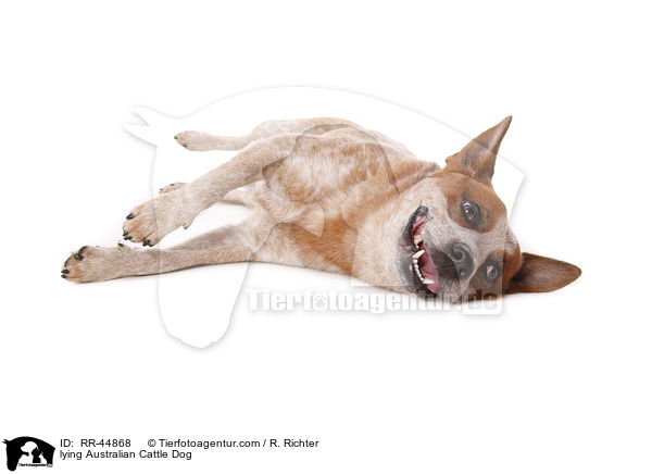 liegender Australian Cattle Dog / lying Australian Cattle Dog / RR-44868