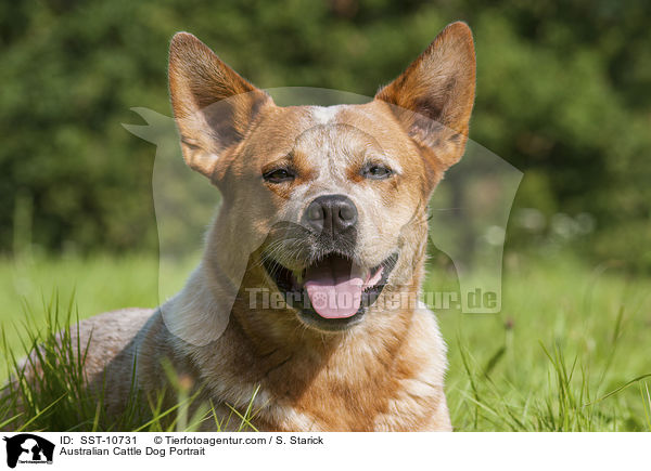 Australian Cattle Dog Portrait / Australian Cattle Dog Portrait / SST-10731