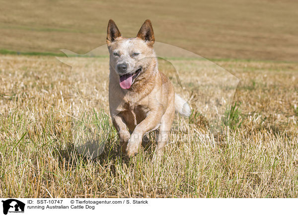 rennender Australian Cattle Dog / running Australian Cattle Dog / SST-10747