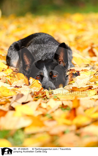 springender Australian Cattle Dog / jumping Australian Cattle Dog / IF-09825