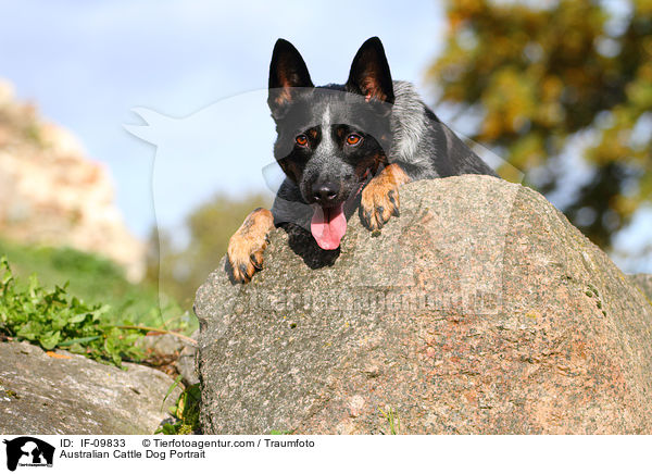 Australian Cattle Dog Portrait / Australian Cattle Dog Portrait / IF-09833