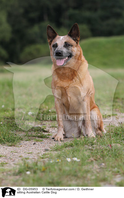 sitzender Australian Cattle Dog / sitting Australian Cattle Dog / DG-05953