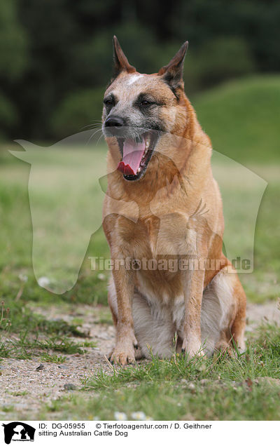 sitzender Australian Cattle Dog / sitting Australian Cattle Dog / DG-05955