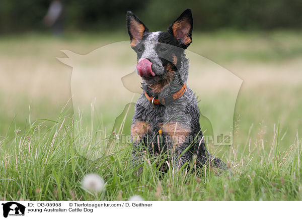 junger Australian Cattle Dog / young Australian Cattle Dog / DG-05958