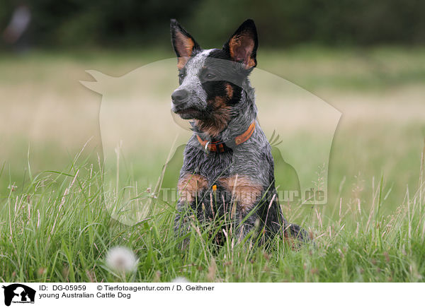 junger Australian Cattle Dog / young Australian Cattle Dog / DG-05959