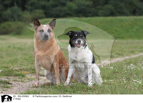 2 Hunde / 2 dogs / DG-05962