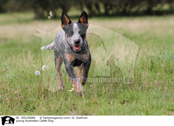 junger Australian Cattle Dog / young Australian Cattle Dog / DG-05966