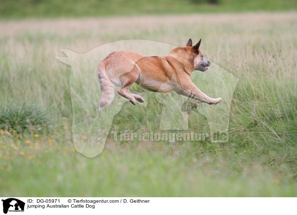 springender Australian Cattle Dog / jumping Australian Cattle Dog / DG-05971