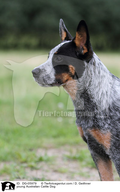 junger Australian Cattle Dog / young Australian Cattle Dog / DG-05979