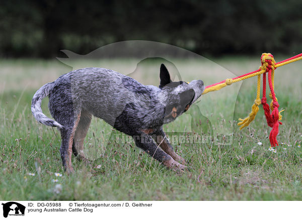 junger Australian Cattle Dog / young Australian Cattle Dog / DG-05988