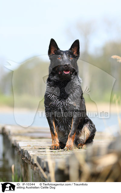 sitzender Australian Cattle Dog / sitting Australian Cattle Dog / IF-10344