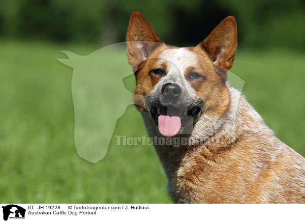 Australian Cattle Dog Portrait / Australian Cattle Dog Portrait / JH-19228