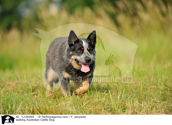 laufender Australian Cattle Dog / walking Australian Cattle Dog / YJ-06269