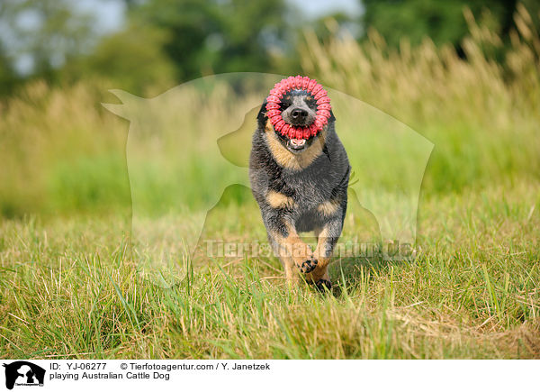 spielender Australian Cattle Dog / playing Australian Cattle Dog / YJ-06277