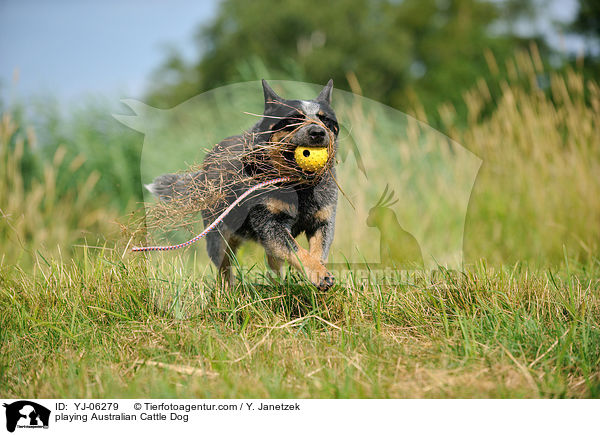 spielender Australian Cattle Dog / playing Australian Cattle Dog / YJ-06279