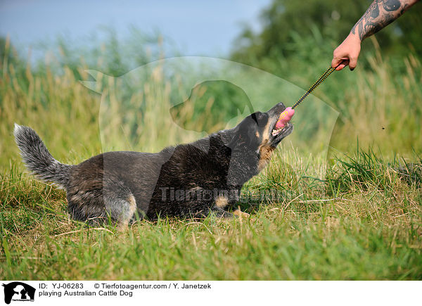 spielender Australian Cattle Dog / playing Australian Cattle Dog / YJ-06283