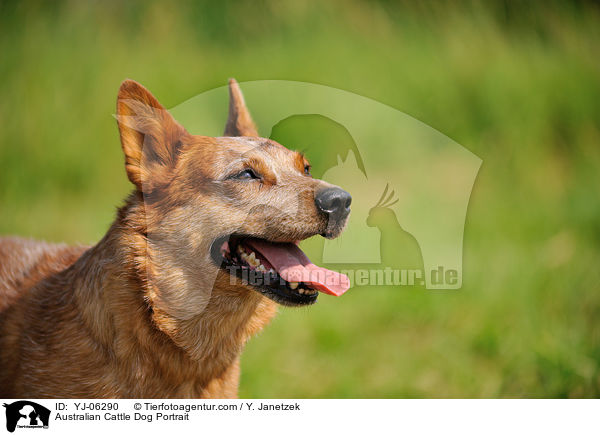 Australian Cattle Dog Portrait / Australian Cattle Dog Portrait / YJ-06290