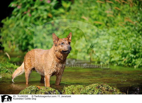 Australian Cattle Dog / Australian Cattle Dog / YJ-06292