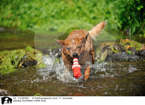 spielender Australian Cattle Dog / playing Australian Cattle Dog / YJ-06293