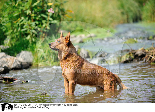 badender Australian Cattle Dog / bathing Australian Cattle Dog / YJ-06308